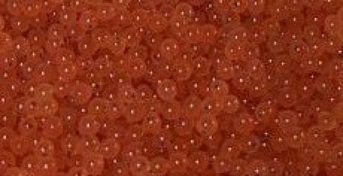 Оплодотворенная икра форели Troutlodge США