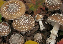 МУХОМОР ПАНТЕРНЫ.КРАСНЫЙ ШЛЯПКИ 1 КГ 25 года