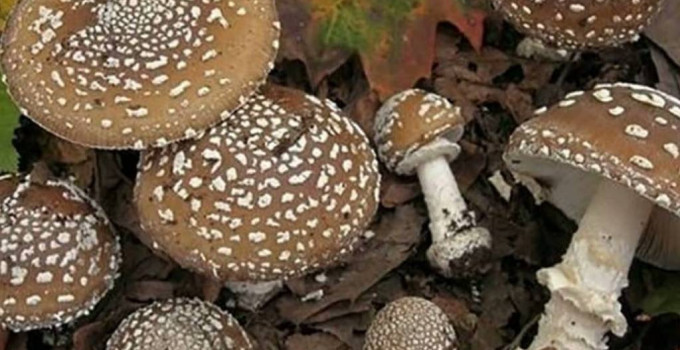 МУХОМОР ПАНТЕРНЫ.КРАСНЫЙ ШЛЯПКИ 1 КГ 25 года