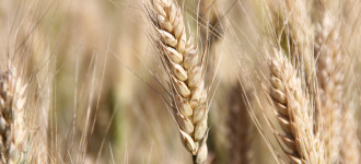 Семена озимой пшеницы Алексеич, Баграт, Гром, Степь, Таня, Юка и др