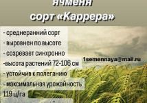 Семена ячменя  Саня, Каррера,  Мир, Сатурн