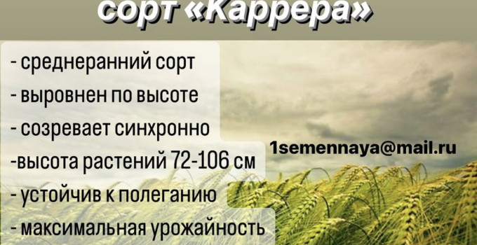 Семена ячменя  Саня, Каррера,  Мир, Сатурн