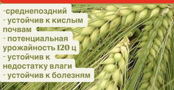 Семена ячменя  Саня, Каррера,  Мир, Сатурн
