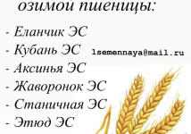 Семена  озимой пшеницы Школа, Победа 75, Миг, Раздолье, Рубин Дона
