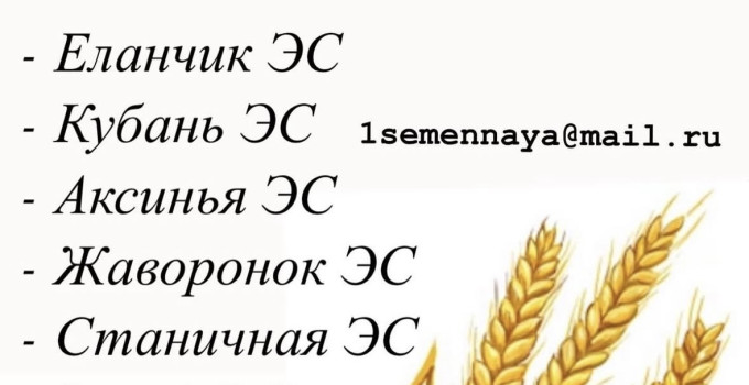Семена  озимой пшеницы Школа, Победа 75, Миг, Раздолье, Рубин Дона