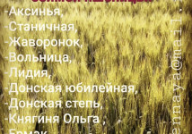 НОВИНКИ Семян озимой пшеницы Копье (двуручка), Аксай, Даша, Раздолье