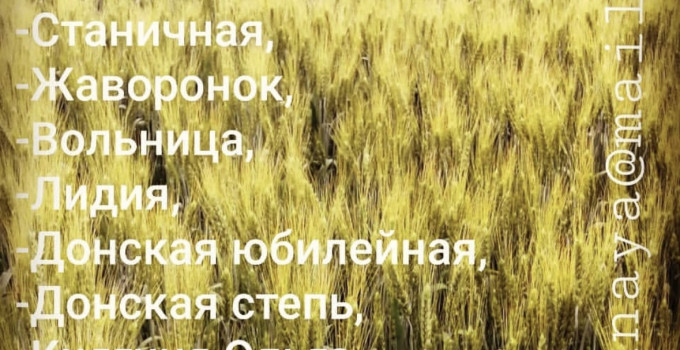 НОВИНКИ Семян озимой пшеницы Копье (двуручка), Аксай, Даша, Раздолье