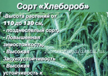 Элитные семена озимой тритикале Тихон, Хлебороб