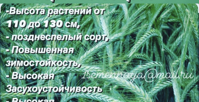 Элитные семена озимой тритикале Тихон, Хлебороб