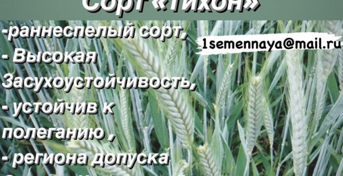 Элитные семена озимой тритикале Тихон, Хлебороб
