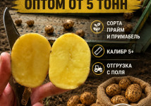 Картофель оптом - сорта прайм и примабель