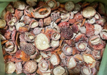 Красный колпаки