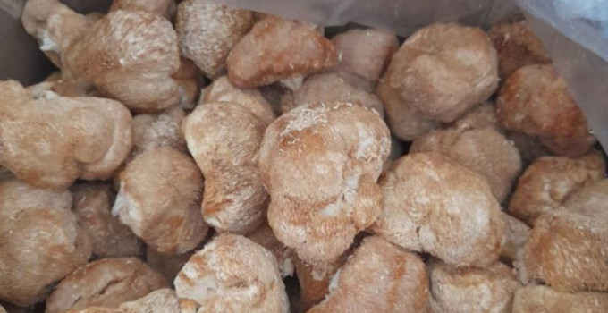 Ежовик плодовое тело, мицелий