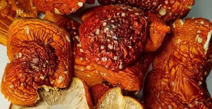 Закупаю на постоянной основе гриб сухой крупным/мелким оптом