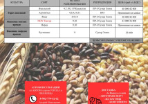 Оригинальные, Элитные и Репродукционные семена от оригинатора