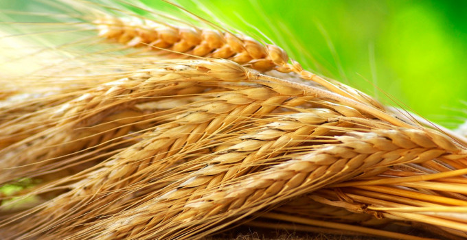 Семена озимой пшеницы Гром, Гурт, Безостая 100, Алексеич, Степь, Таня и др