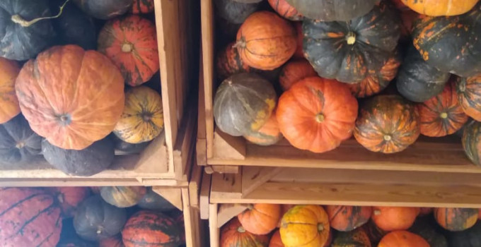 Продам тыкву Улыбка Конфетка