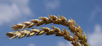 Семена озимой пшеницы Гром, Таня, Юка