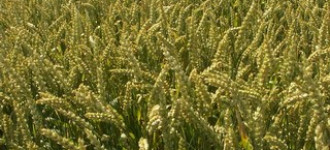 Семена яровой пшеницы-Дарья, Злата ЭС,РС1