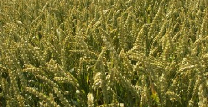 Семена яровой пшеницы-Дарья, Злата ЭС,РС1