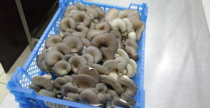 Продам грибы Вешенка свежие весовые