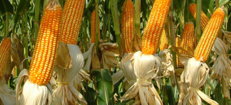 Семена кукурузы Краснодарский 194 МВ, Краснодарский 385 МВ, РОСС 130 МВ и др