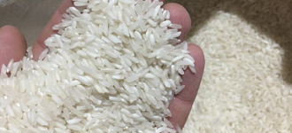Рис вьетнамский длиннозёрный, Алтайский край