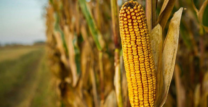 Семена кукурузы высокоурожайные гибриды